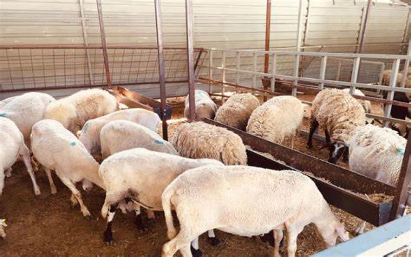 Adak Kesme Duası Okunuşu ve Anlamı